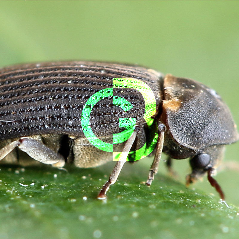 Hadrobregmus pertinax